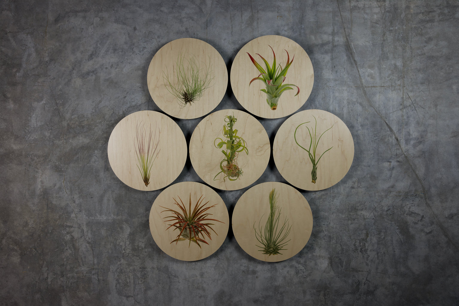 Geometrics - Air Plants