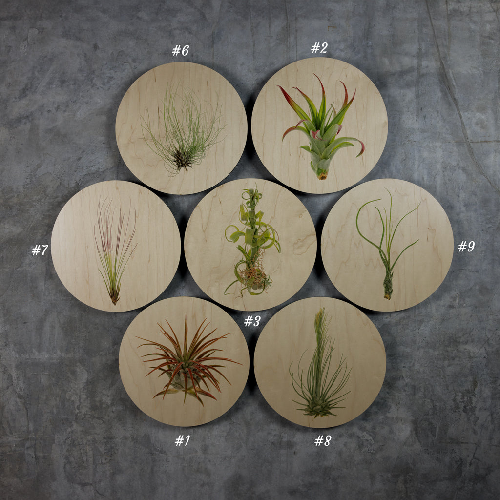 Geometrics - Air Plants