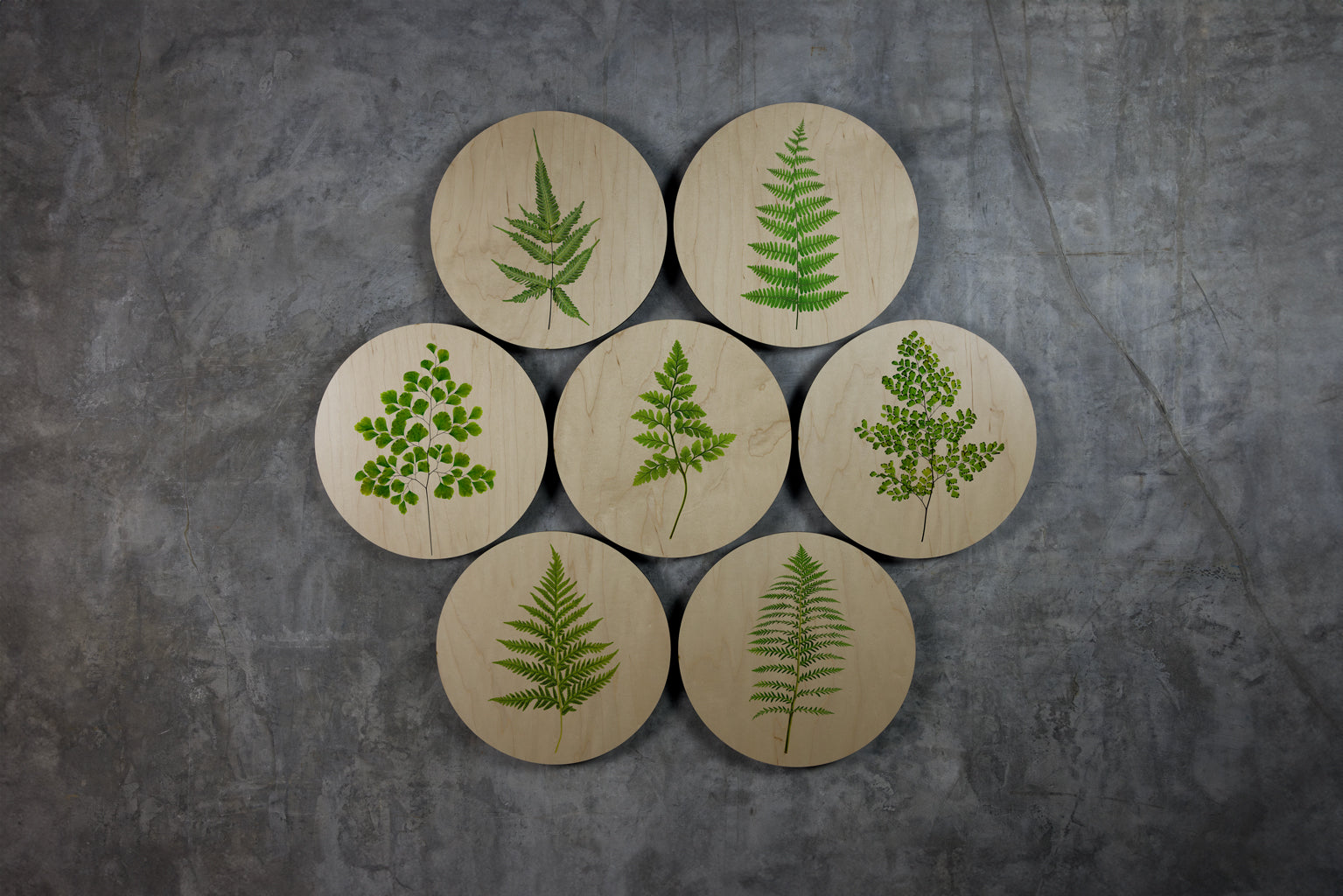 Geometrics - Ferns