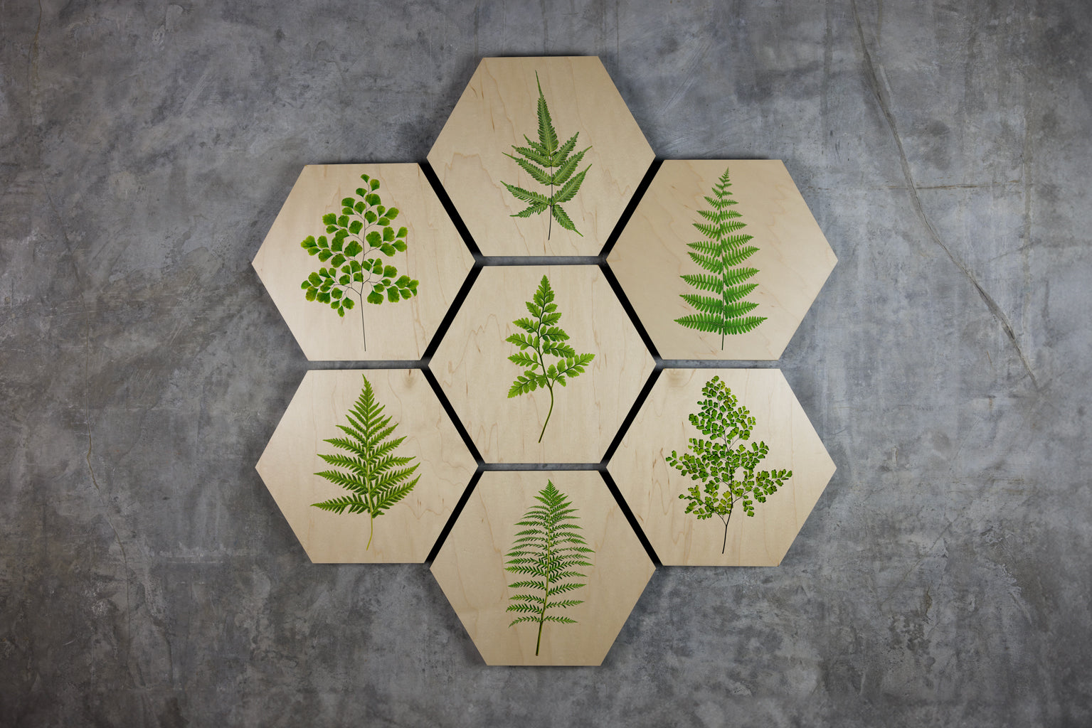 Geometrics - Ferns