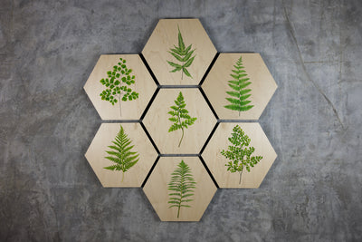 Geometrics - Ferns