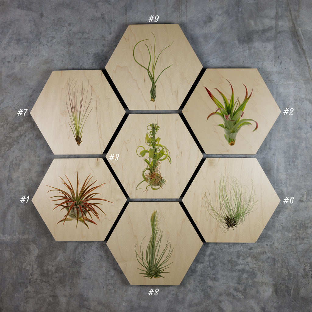 Geometrics - Air Plants