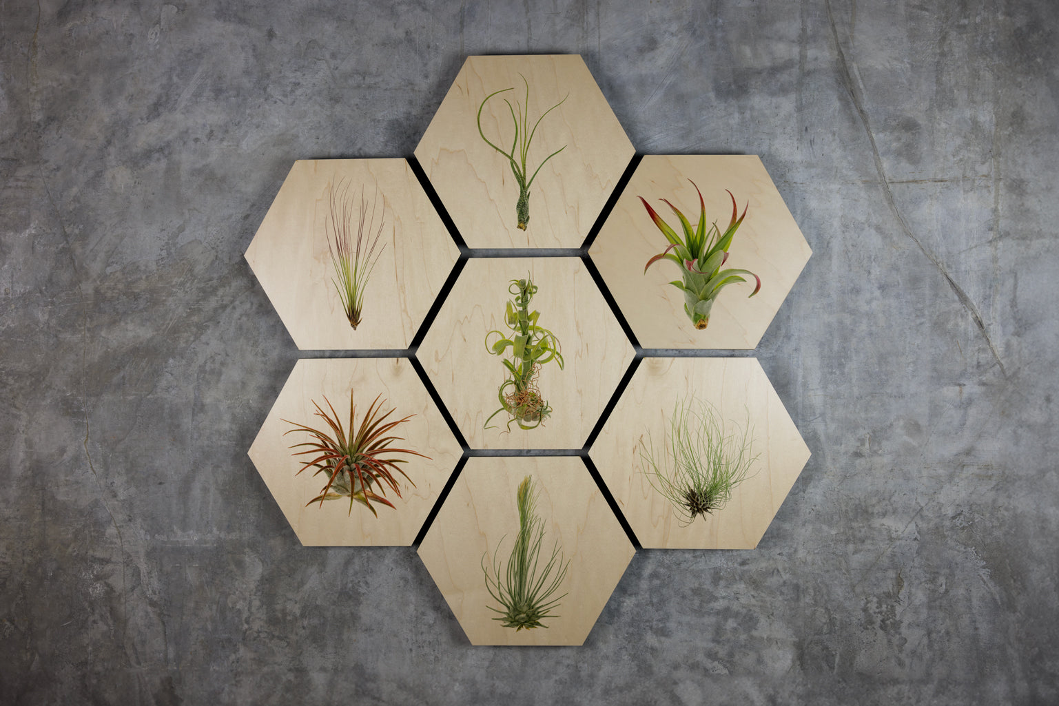 Geometrics - Air Plants