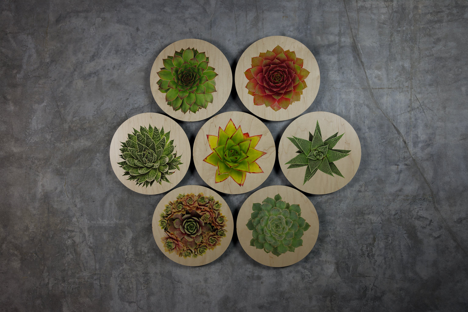 Geometrics - Succulents