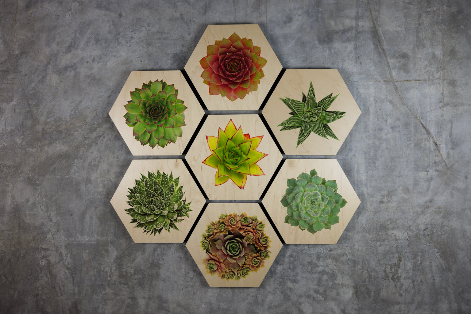 Geometrics - Succulents