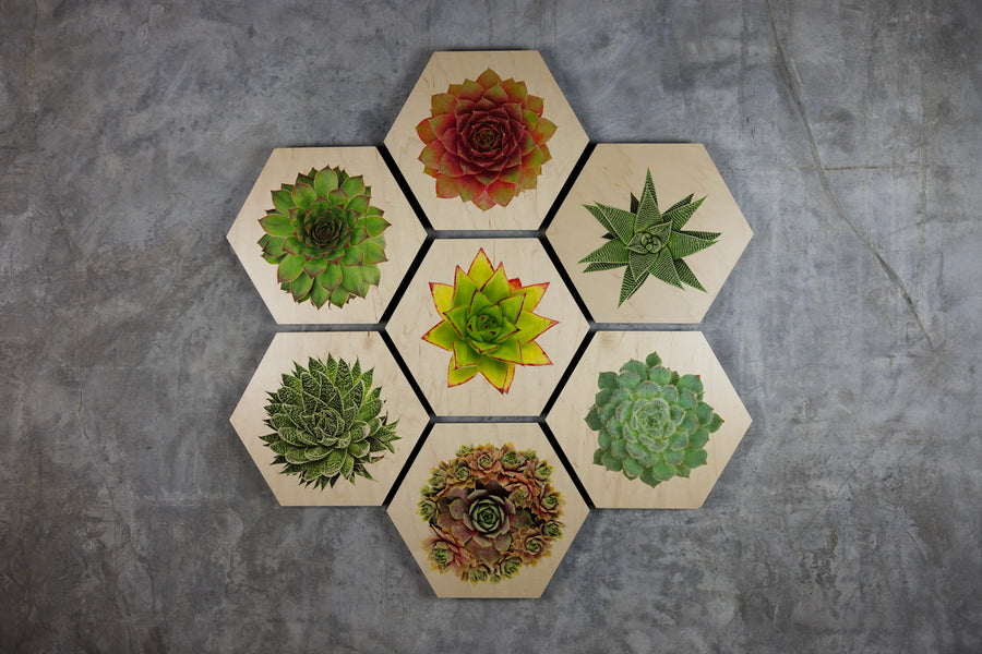 Geometrics - Succulents