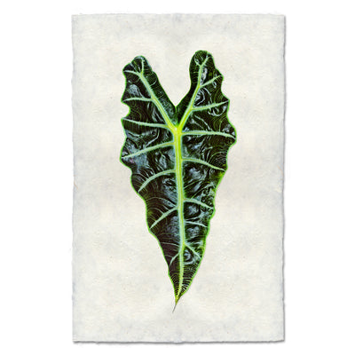 Alocasia