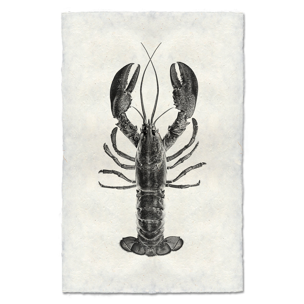 Maine Lobster (Black)