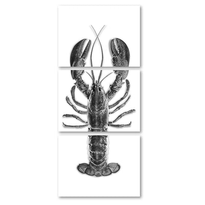 Maine Lobster (Black)