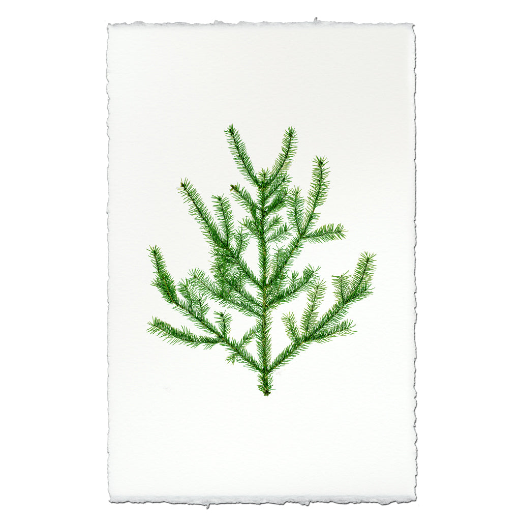 Balsam Fir