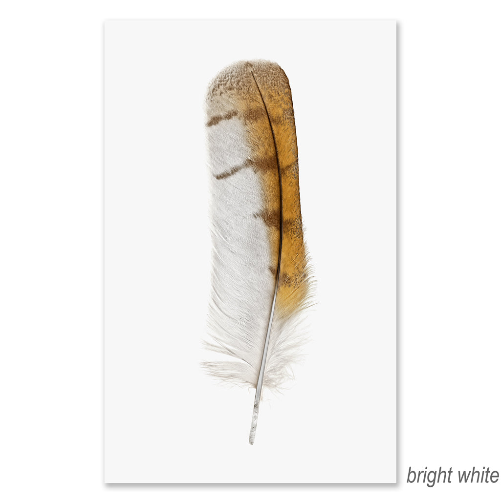 Barn Owl grand format