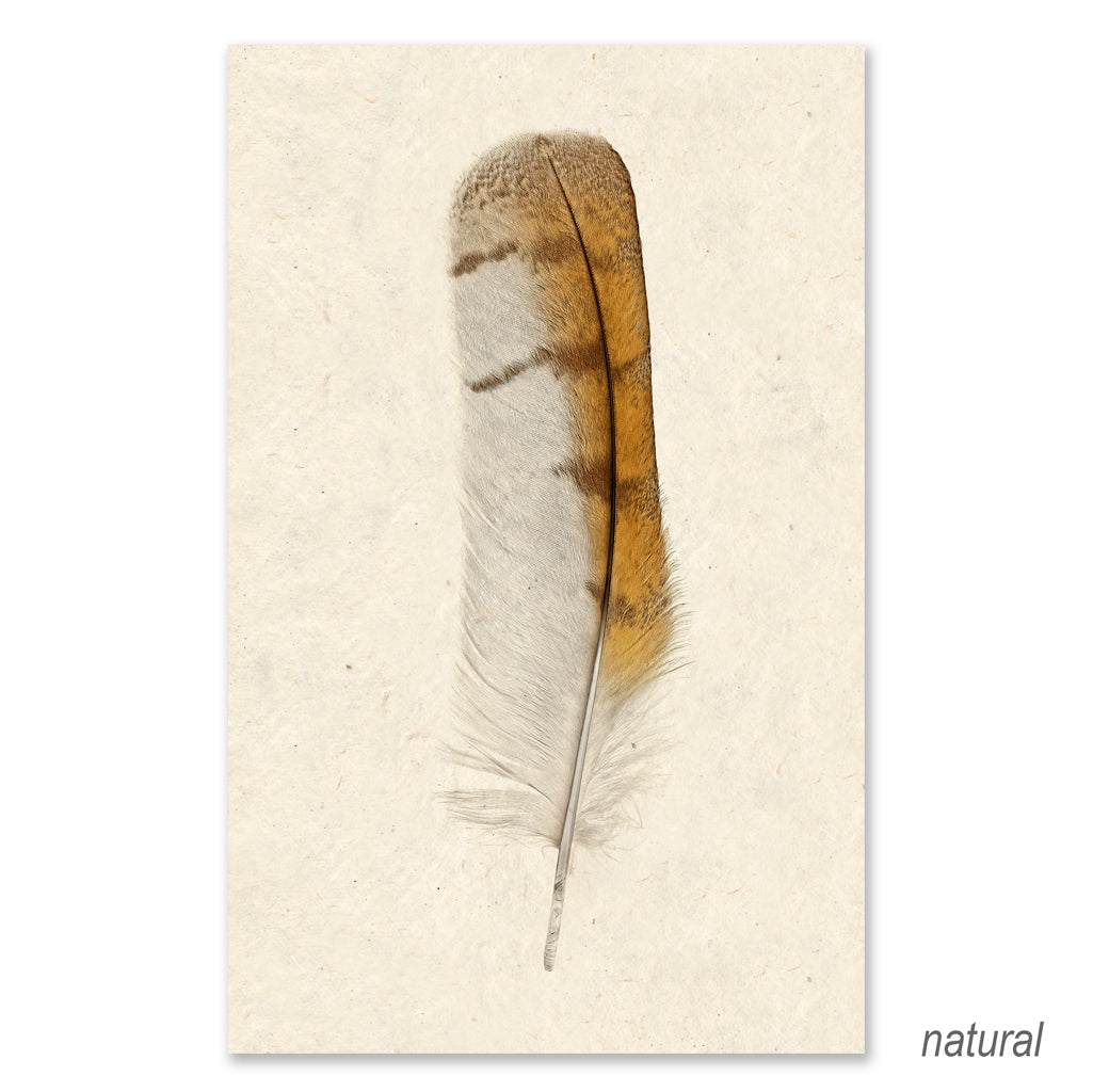 Barn Owl grand format