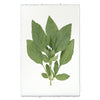 Basil