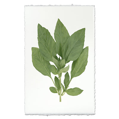 Basil