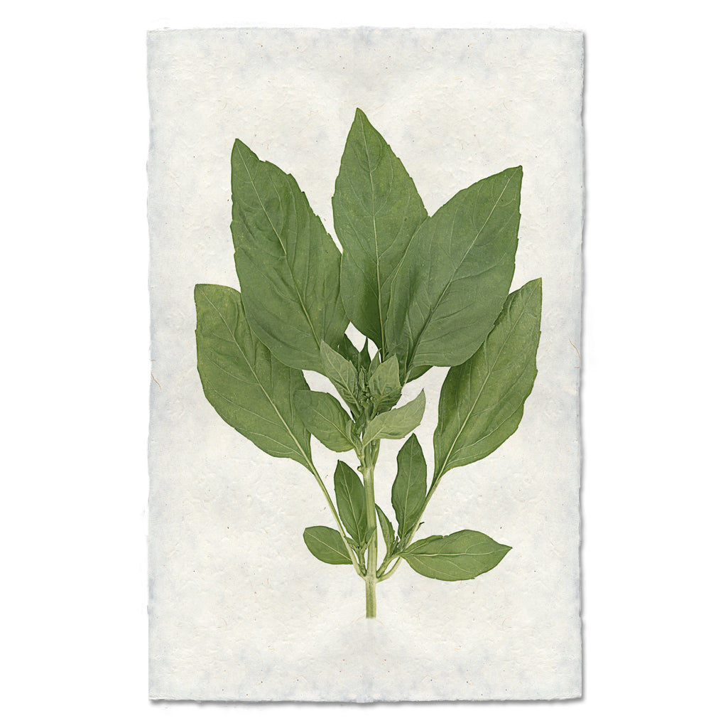 Basil