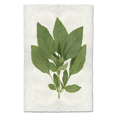 Basil