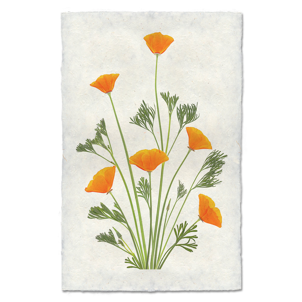Blooming Poppies #1