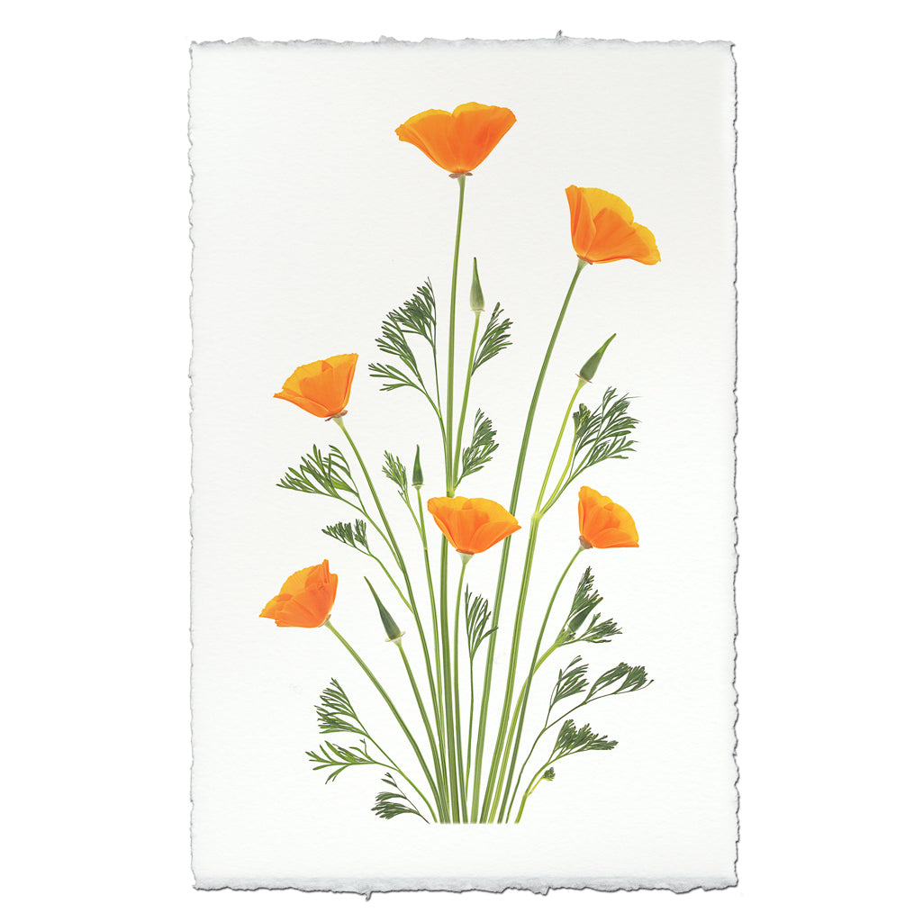 Blooming Poppies #2