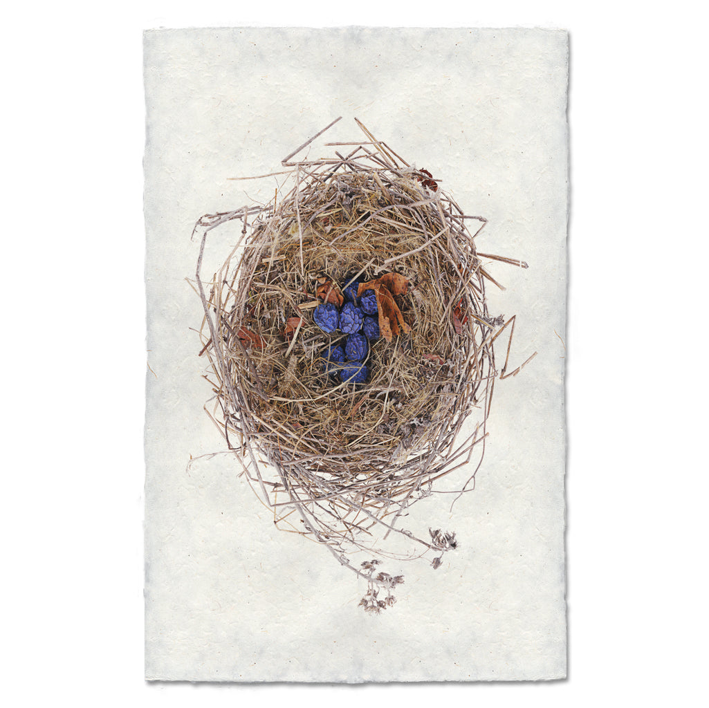 Blue Berry Nest bird's nest wall art print — fine art avian photography on handmade paper, San Francisco