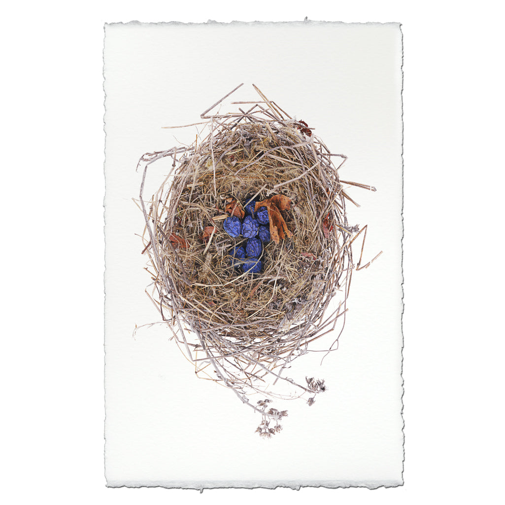 Blue Berry Nest