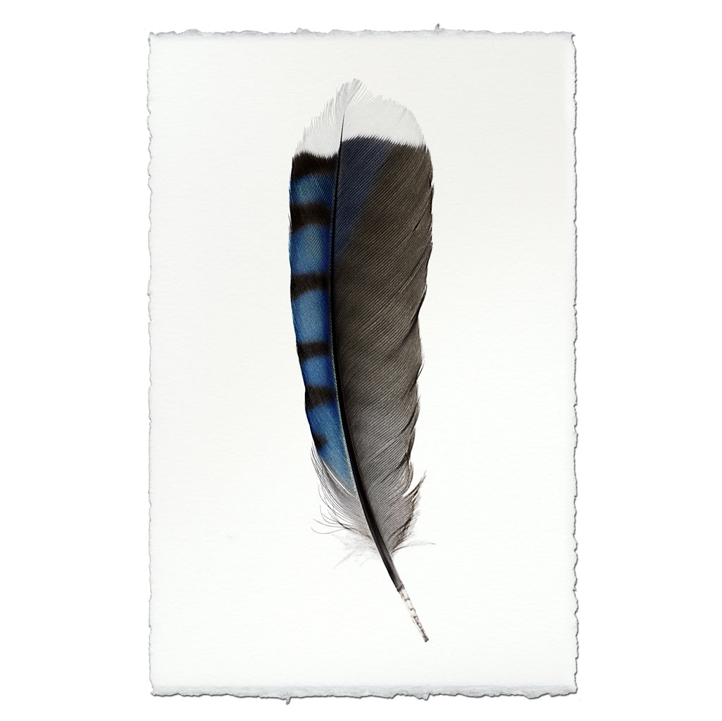 Blue Jay Feather