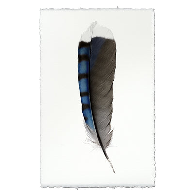 Blue Jay Feather