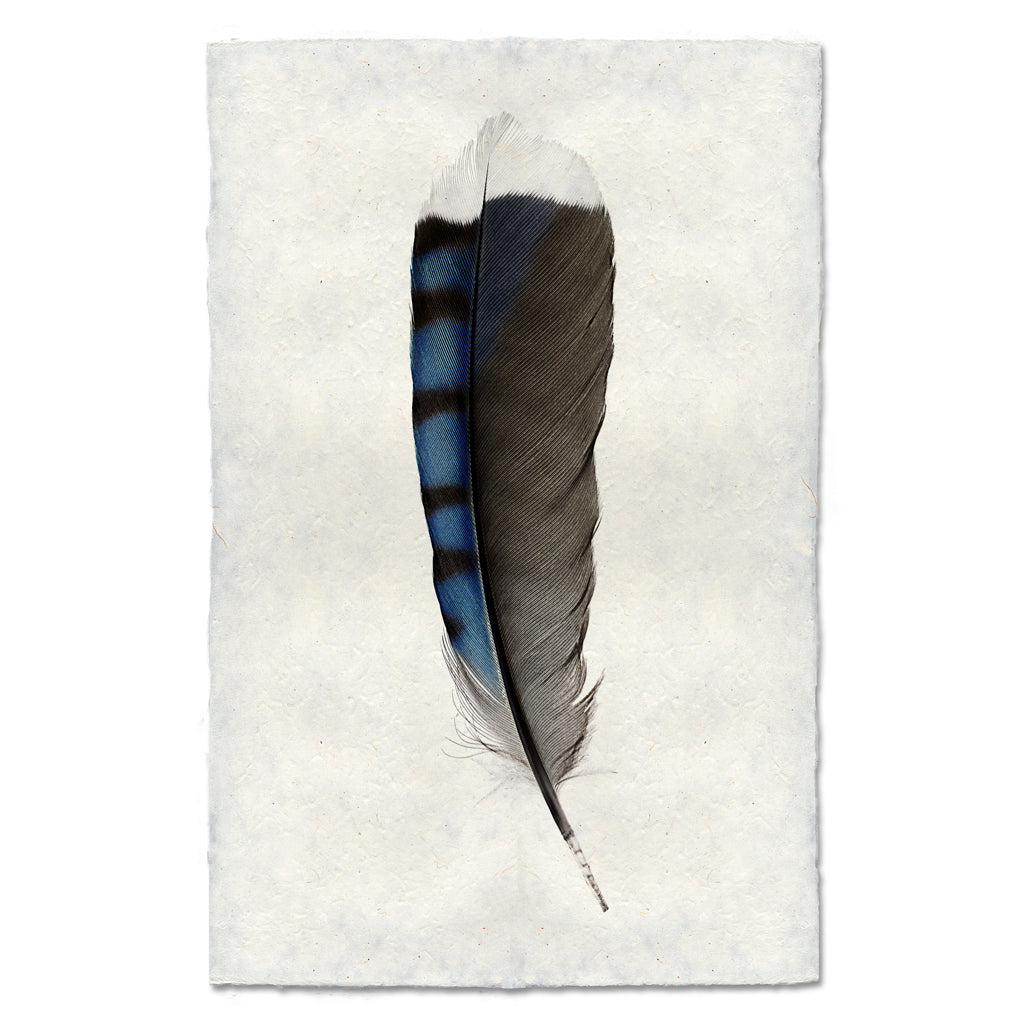 Blue Jay Feather