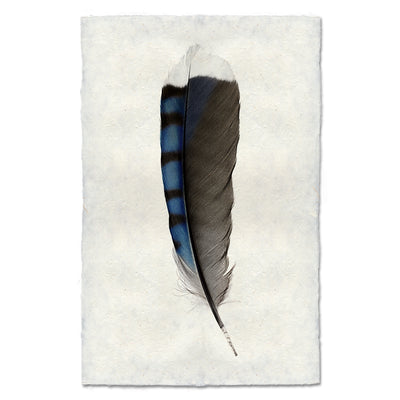 Blue Jay Feather