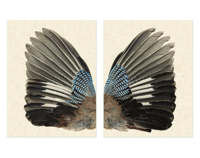 Blue Jay Diptych