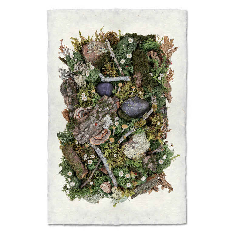 Collectives — BARLOGA STUDIOS- fine photographs on intriguing papers