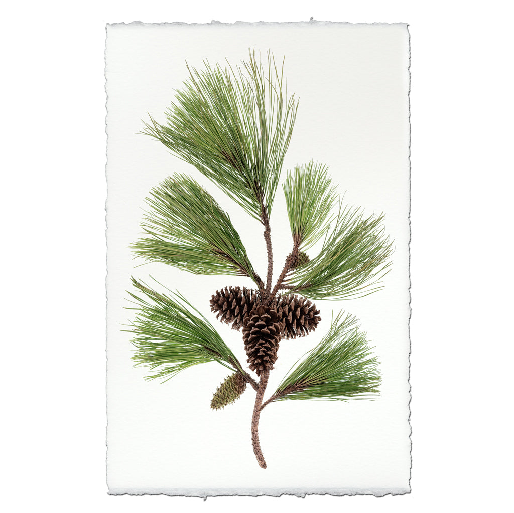 Bough With Cones #2