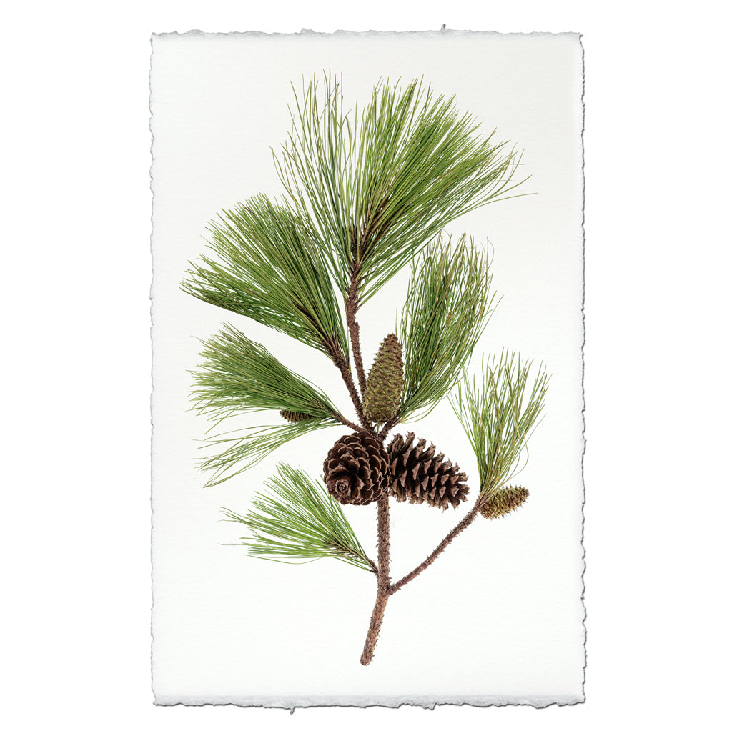 Bough With Cones