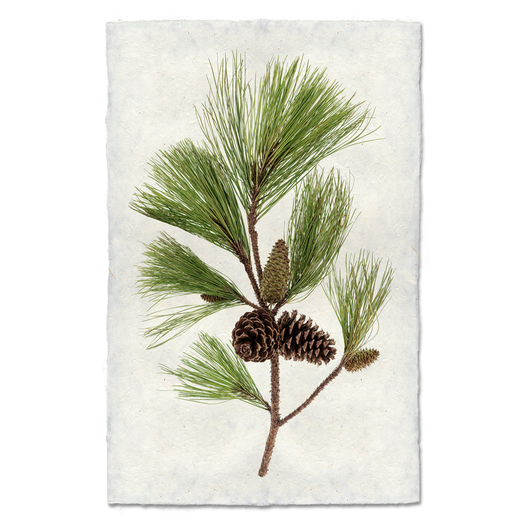 Bough With Cones