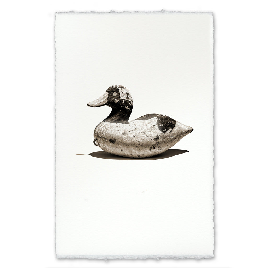 Bufflehead Decoy