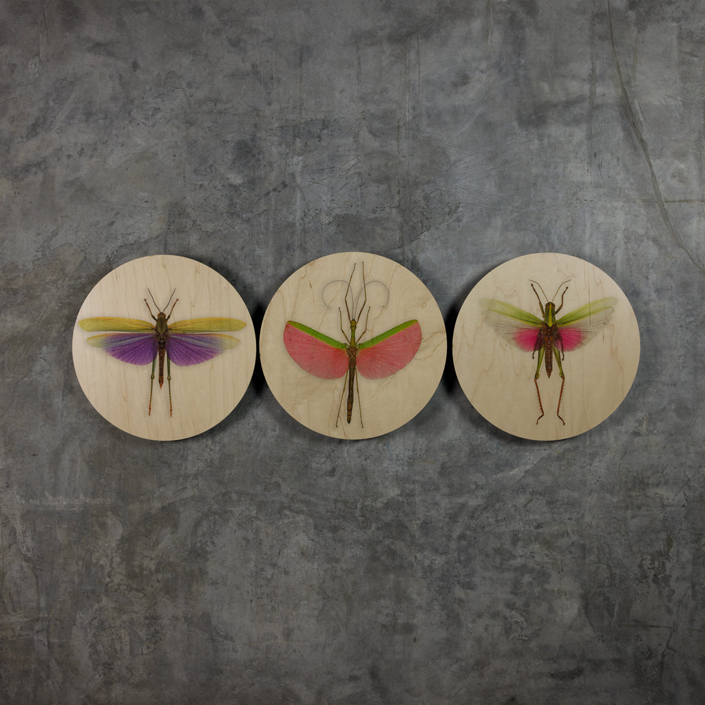 Geometrics - Bugs