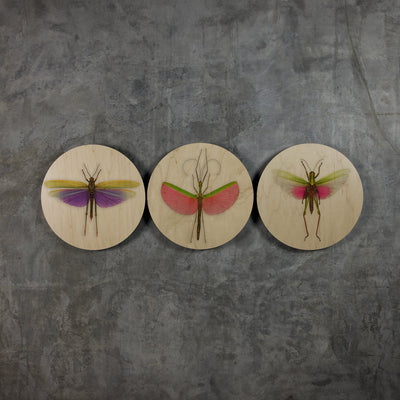 Geometrics - Bugs