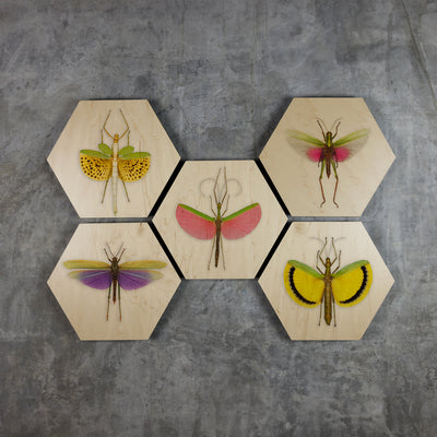 Geometrics - Bugs