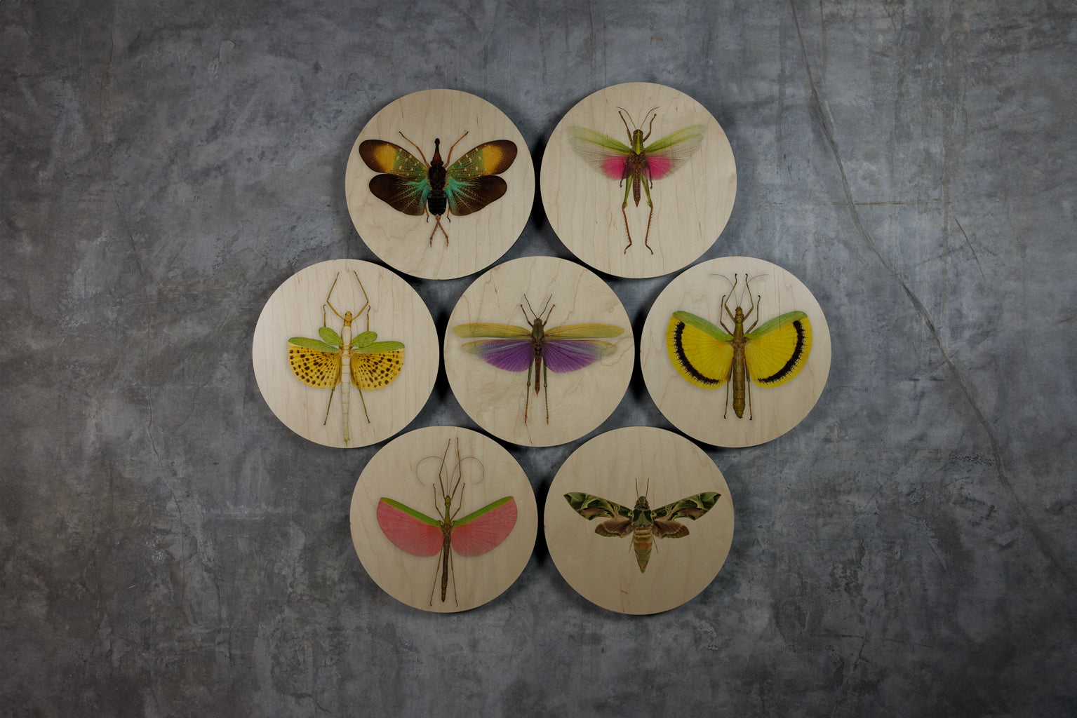 Geometrics - Bugs