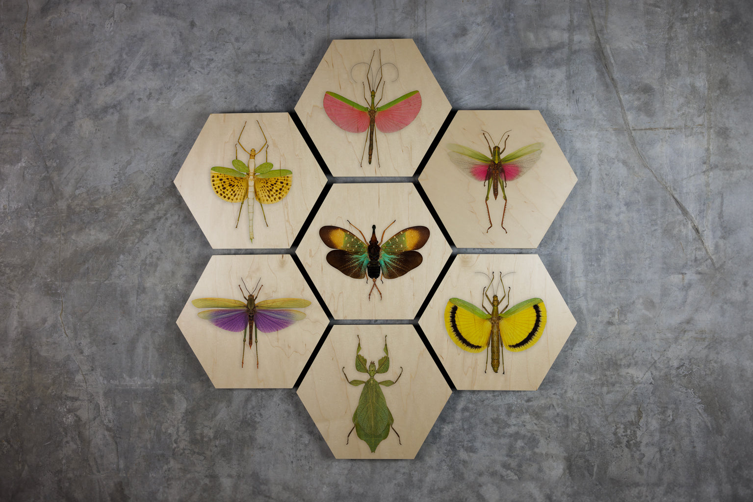 Geometrics - Bugs
