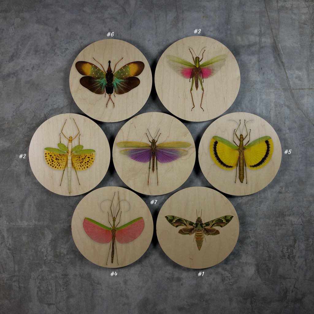 Geometrics - Bugs