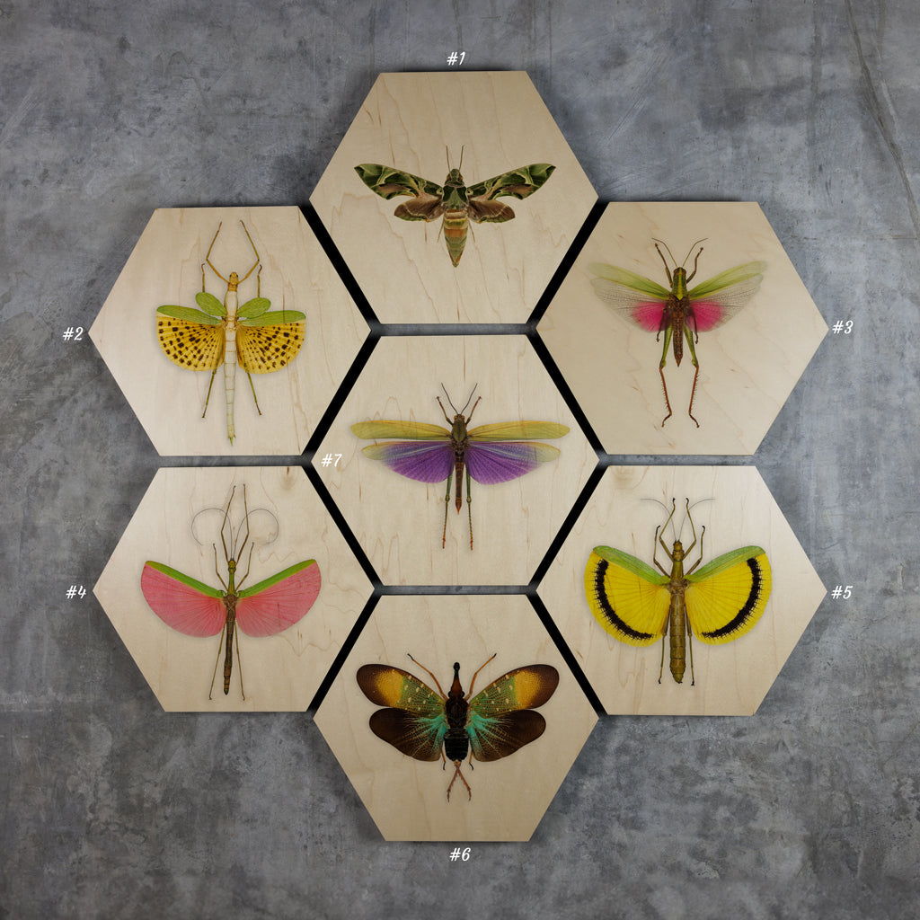 Geometrics - Bugs