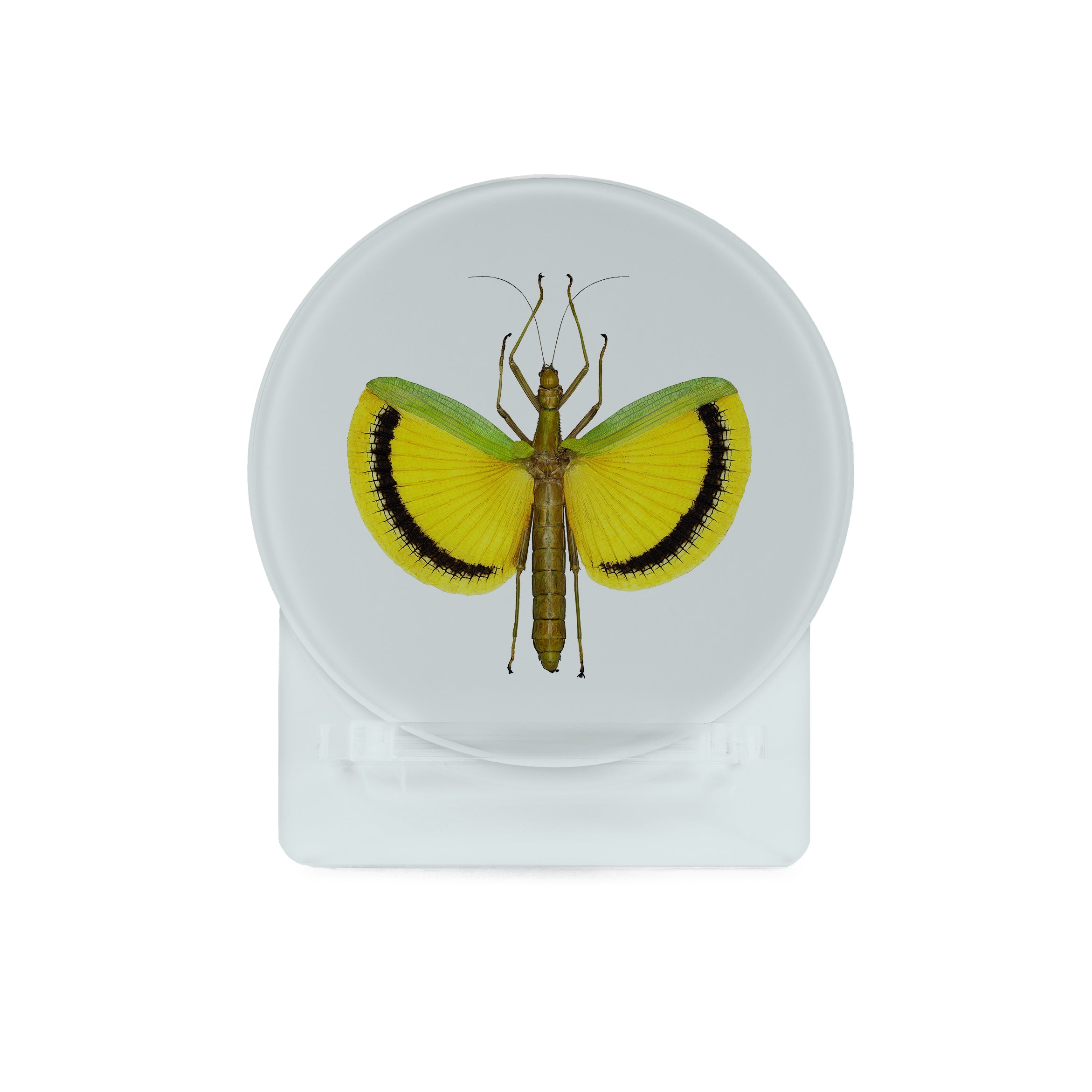 Glass Coasters (set of 4) - Bugs