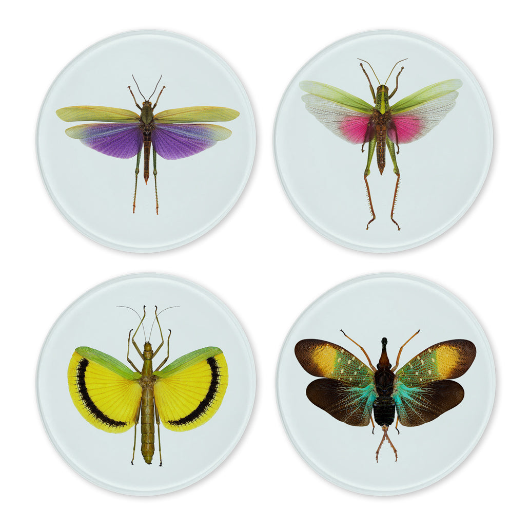 Glass Coasters (set of 4)