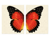 Butterfly #15 Diptych