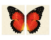 Butterfly #15 Diptych