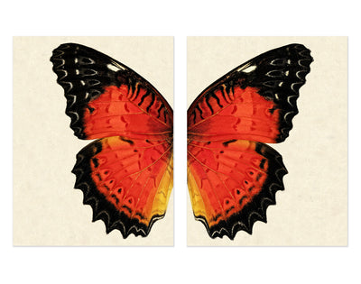 Butterfly #15 Diptych