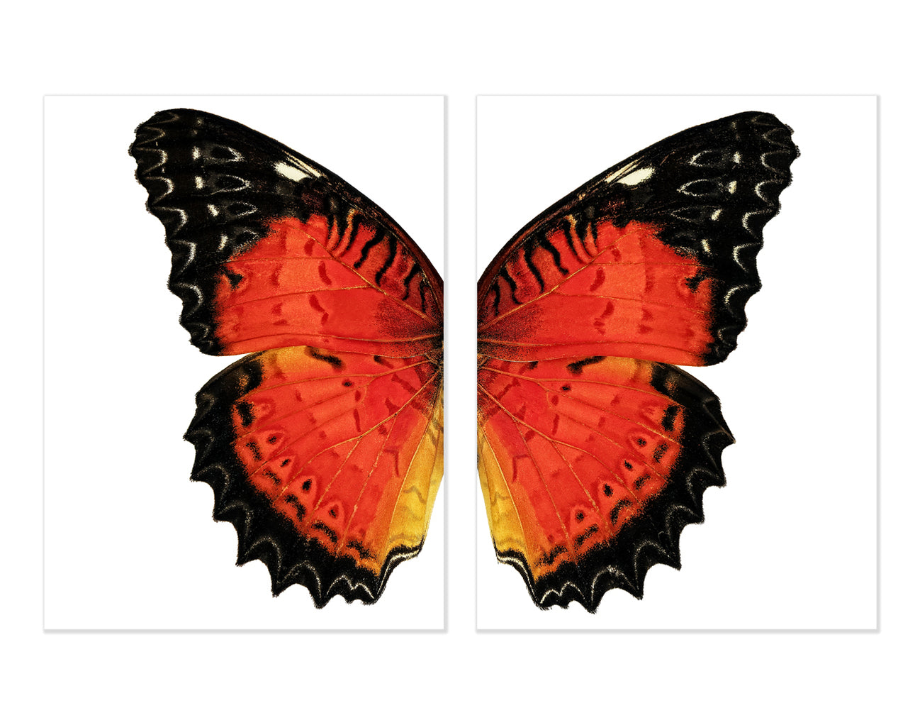 Diptych — BARLOGA STUDIOS- fine photographs on intriguing papers