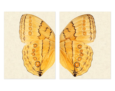 Butterfly #16 Diptych