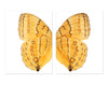Butterfly #16 Diptych
