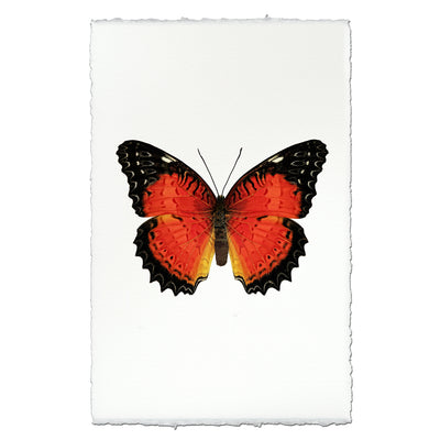 Butterfly #15